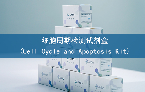 细胞周期检测试剂盒(Cell Cycle and Apoptosis Kit)